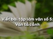 Soạn bài Viết bài tập làm văn số 5 – Văn tả cảnh – Bài 21 trang 49 Văn 6: Hãy viết bài văn miêu tả hàng phượng vĩ và tiếng ve vào một ngày hè.