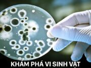 Kiểm tra 45 phút Chương 2 Phần 3 – Sinh trưởng và sinh sản của vi sinh vật Sinh 10: Vi sinh vật có tốc độ sinh trưởng nhanh là nhờ