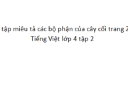 Tập làm văn : Luyện tập miêu tả các bộ phận của cây cối trang 26 VBT Tiếng Việt lớp 4 tập 2: Viết một đoạn văn tả lá, thân hoặc gốc của một cây mà em yêu thích