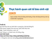 Bài 18: Thực hành quan sát tế bào sinh vật trang 91 Khoa học tự nhiên lớp 6 CTST