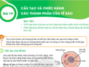 Bài 19: Cấu tạo và chức năng các thành phần của tế bào trang 67, 68 KHTN 6