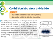 Bài 19: Cơ thể đơn bào và cơ thể đa bào trang 92, 93 Khoa học tự nhiên lớp 6