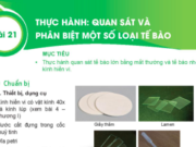 KHTN lớp 6 Bài 21: Thực hành Quan sát và phân biệt một số loại tế bào