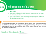 Bài 23: Tổ chức cơ thể đa bào trang 79, 80, 81, 82 KHTB lớp 6 SGK Kết nối tri thức