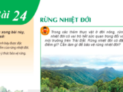 Bài 24: Rừng nhiệt đới trang 173, 174 SGK Địa lí lớp 6 KNTT