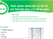 Bài 24: Thực hành Quan sát và mô tả cơ thể đơn bào và cơ thể đa bào trang 85 Khoa học lớp 6