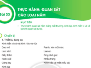 Bài 33: Thực hành Quan sát các loại nấm trang 112 Khoa học tự nhiên 6