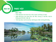 Bài 34: Thực vật trang 115, 116, 117, 118, 119 Khoa học tự nhiên lớp 6 KNTT