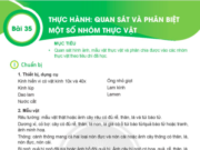 KHTN 6 Bài 35: Thực hành Quan sát và phân biệt một số nhóm thực vật