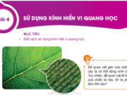 Bài 4: Sử dụng kính hiển vi quang học trang 15, 16 Khoa học tự nhiên lớp 6 KNTT