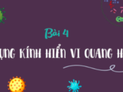 Giải SBT Khoa học 6 Bài 4: Sử dụng kính hiển vi quang học – Kết nối tri thức