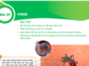 Bài 29: Virus Khoa học tự nhiên lớp 6 trang 98, 99, 100 SGK Kết nối tri thức