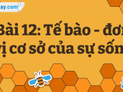 Bài 12: Tế bào – đơn vị cơ sở của sự sống trang 66 – 75 Khoa học tự nhiên lớp 6 Cánh Diều