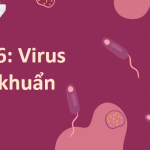 bai-16-virus-va-vi-khuan