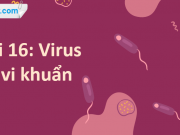 Giải Bài 16: Virus và vi khuẩn trang 92-98 Khoa học tự nhiên lớp 6 sách Cánh Diều