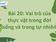 Bài 20: Vai trò của thực vật trong đời sống và trong tự nhiên trang 111, 112, 117 Khoa học tự nhiên 6 sách Cánh Diều