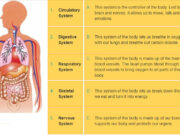 Unit 2. Your Body And You: Giải bài Language trang 17 SGK Tiếng Anh 10 Thí điểm