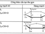 Bài 1, 2, 3, 4, 5 trang 52, 53 Hóa 12 Nâng cao: Luyện tập cấu trúc và tính chất của một số cacbohiđrat tiêu biểu