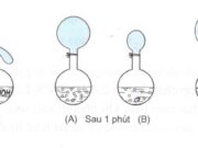 Bài 61. Axit cacboxylic: tính chất hóa học – điều chế và ứng dụng: Giải bài 4, 5, 6 trang 256 Hóa học 11 Nâng cao