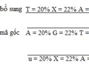 Bài 1, 2, 3 trang 5, 6 SBT Sinh 12: Xác định 4 axit amin có thể được dịch mã từ điểm bắt đầu của đoạn mARN ?