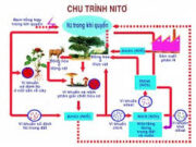 Bài 4, 5, 6, 7 trang 151 SBT Sinh 12: Trong hai nhân tố nước và khoáng, nhân tố nào có chu trình tái sinh nhanh ?