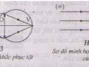 Bài 1, 2, 3, 4, 5 trang 203 SGK Lý 11: Mắt