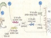 Bài 4, 5, 6 trang 7, 9, 11 SBT Sinh 11: Thế nào là bón phân hợp lí cho cây trồng ?