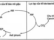 Bài 7, 8, 9 trang 13, 14 SBT Sinh 11: Hãy mô tả ảnh hưởng của nhiệt độ, nồng độ CO2 tới hô hấp của thực vật