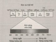 Bài 5, 6, 7, 8 trang 16, 17 SBT Sinh 11: Dựa vào nguyên tắc nào để tách được các nhóm sắc tố ra khỏi hỗn hợp sắc tố ?