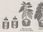 Bài 9, 10, 11, 12 trang 18, 19 SBT Sinh 11: Nguyên nhân chính làm cho các thực vật không ưa mặn không có khả năng sinh trưởng trên đất có nồng độ muối cao là gì ?