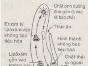 Bài 1, 2, 3 trang 23, 24, 25 SBT Sinh 11: Hãy mô tả quá trình tiêu hóa thức ăn của tủy thức ?