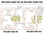 Bài 7, 8, 9 trang 31, 32, 34 SBT Sinh 11: Ưu điểm của hệ tuần hoàn kín so với hệ tuần hoàn hở là gì ?