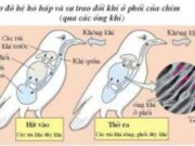 Bài 4, 5, 6 trang 36 SBT Sinh 11: Hãy nêu hướng tiến hoá của hộ tuần hoàn ờ các ngành, lớp động vật ?