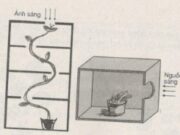 Bài 5, 6, 7, 8 trang 52, 53, 54 SBT Sinh 11: Mô tả hiện tượng nở hoa theo nhiệt độ và theo ánh sáng?