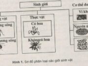 Bài 5, 6, 7, 8 trang 9, 10, 12, 13 SBT Sinh 10: Có bao nhiêu giới sinh vật ?