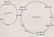 Bài 9, 10, 11, 12 trang 14, 15, 16 SBT Sinh 10: Các tế bào lưỡng bội thực hiện quang hợp.