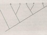 Bài 9, 10, 11, 12 trang 116 SBT Sinh 10:  Em phải làm gì để bảo tồn đa dạng sinh vật ?