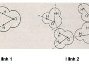 Bài 1, 2, 3, 4 trang 18, 19, 20 SBT Sinh 10: Vì sao nói nước là dung môi tốt ?