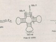 Bài 21, 22, 23, 24 trang 30, 31, 32 SBT Sinh 10: Xác định số nuclêôtit của đoạn ADN.