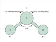 Bài 7, 8, 9, 10 trang 120 SBT Sinh 10: Cấu trúc nhiều bậc của protein có ý nghĩa gì?  