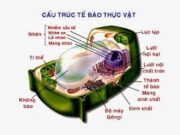 Bài 1, 2, 4, 5 trang 131 SBT Sinh 10: Vẽ và chú thích sơ đồ cấu trúc điển hình của một tế bào động vật.