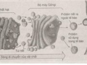 Bài 6, 7, 8, 9 trang 131, 132 SBT Sinh 10:  Trình bày cấu trúc phù hợp với chức năng của lục lạp ?