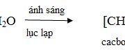 Bài 12, 13, 14, 15 trang 146 SBT Sinh 10: Thế nào là sắc tố quang hợp ?