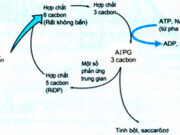 Bài 16, 17, 18 trang 146, 147 SBT Sinh 10: Tại sao gọi pha tối của quang hợp là chu trình cố định CO2 ?