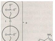 Bài 1, 2, 3, 4 trang 50, 51, 52 SBT Sinh 10: Trong tế bào sống có những dạng năng lượng nào ?