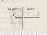 Bài C1, C2, 1, 2 trang 259, 261, 262 SGK Vật lý lớp 10 Nâng cao – Hãy cho biết hình dạng bề ngoài của vỏ bong bóng xà phòng