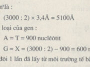 Bài 1, 2 trang 38 SBT Sinh 9: Một gen có 3000 nuclêôtit, trong đó có 900A. Khi gen tự nhân đôi 1 lần đã lấy từ môi trường tế bào bao nhiêu nuclêôtit?