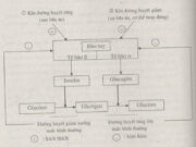 Bài 1, 2, 3, 4, 5 trang 126 SBT Sinh 8: Nguyên nhân gây nên bệnh tiểu đường là gì ?