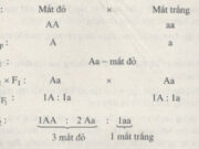 Bài 1, 2, 3 trang 4 SBT Sinh 9: Khi lai hai thứ hoa thuần chủng màu đỏ và màu trắng với nhau được F1 đều hoa đỏ. Cho các cây F1 thụ phấn với nhau, ở F2 thu được tỉ lệ sau :103 hoa đỏ : 31 hoa trắng. Biện luận và viết sơ đồ lai từ P đến F2