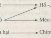 Bài 7, 8, 9 trang 92 SBT Sinh 9: Giả sử một quần xã có các sinh vật sau: cỏ, thỏ, dê, chim ăn sâu, sâu hại thực vật, cáo, hổ, mèo rừng, vi sinh vật